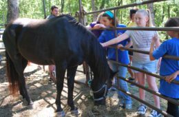 Meet Ranger and Roy – Two Coyote Hill Foster Care Ministries Horses