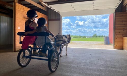 Miniature Horses, Big Responsibility